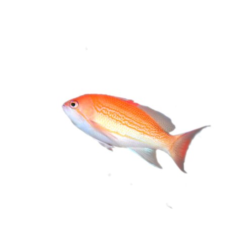 Pseudanthias leuzonensis