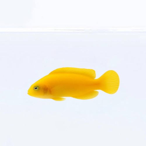 Pseudochromis aureus