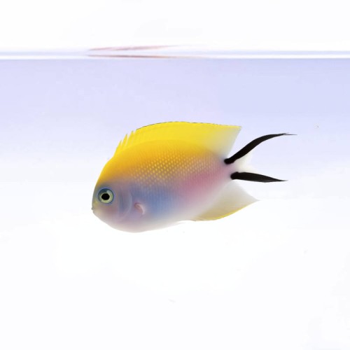 Genicanthus Melanospilus (M/L)