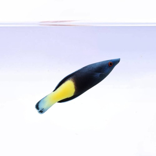 Labroides-bicolor.jpg