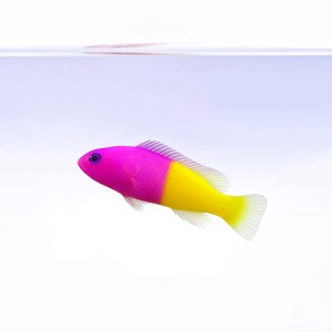 Pseudochromis paccagnellae