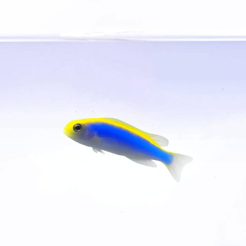 Pseudochromis-flavivertex.jpg