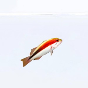 Paracirrhites forsteri