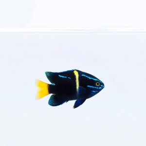 Neoglyphidodon oxyodon (M)