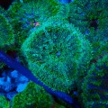 STICHODACTYLA TAPETUM GREEN MULTICOLOR MIX [~7CM] #0411115