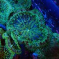 STICHODACTYLA TAPETUM GREEN MULTICOLOR MIX [~7CM] #0411115