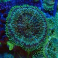 STICHODACTYLA TAPETUM GREEN MULTICOLOR MIX [~7CM] #0411115