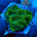 PLATYGYRA FLUO GREEN FRAG L [~5CM] MIX #0511088