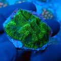 PLATYGYRA FLUO GREEN FRAG L [~5CM] MIX #0511088