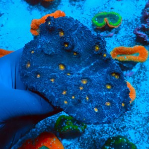 ECHINOPHYLLIA ORANGE BANDIT XL [KOLONIA] #0511036