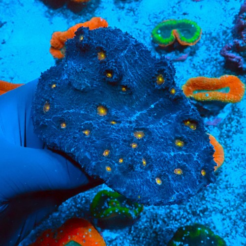 ECHINOPHYLLIA ORANGE BANDIT XL [KOLONIA] #0511036