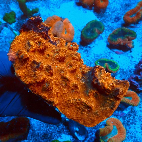 ECHINOPHYLLIA ORANGE & BLACK XL [KOLONIA] #0511037