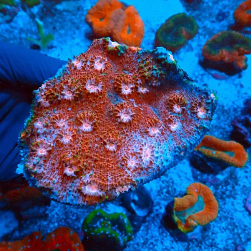 ECHINOPHYLLIA RAINBOW XL [KOLONIA] #0511038