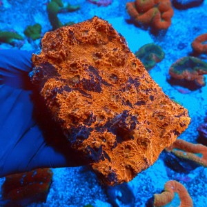 ECHINOPHYLLIA ORANGE & BLACK XL [KOLONIA] #0511039