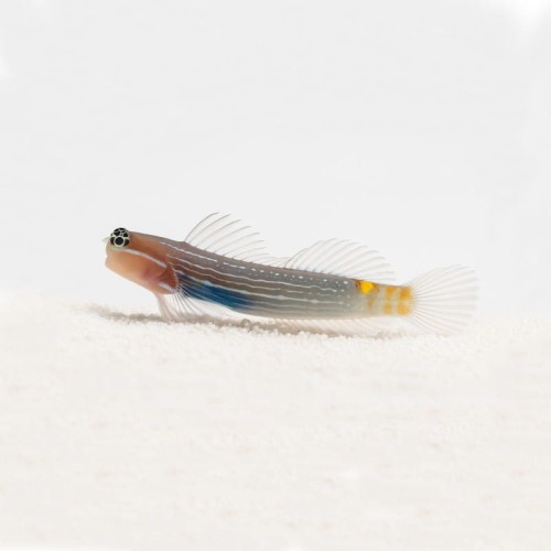 Ecsenius pictus - ślizg
