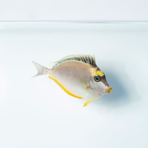 Naso lituratus (M) - pokolec