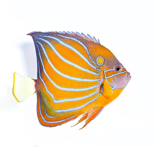 Pomacanthus annularis (M/L) - Ustniczek pierścieniowaty