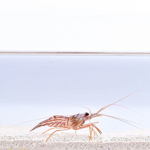 Lysmata wurdemanni (M) - krewetka