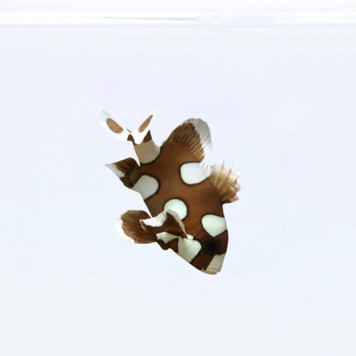 Plectorhinchus chaetodonoides (S)