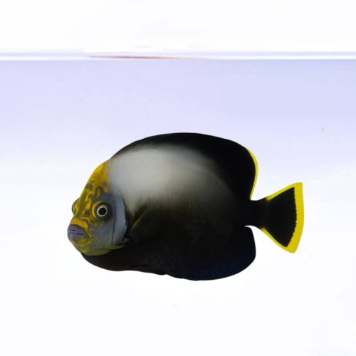 Chaetodontoplus Melanosoma