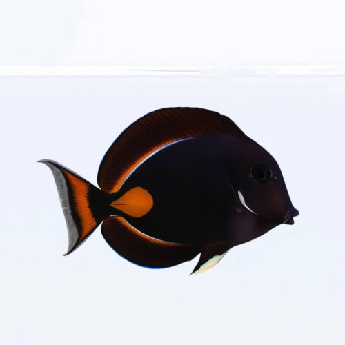 Acanthurus-achilles-pokolec-czarny.jpg