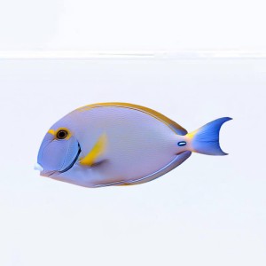 Acanthurus dussumieri (M) -  pokolec liniowany