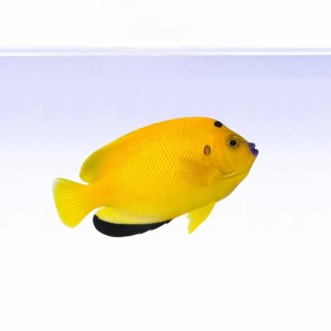 Apolemichthys trimaculatus (L) - ustnik