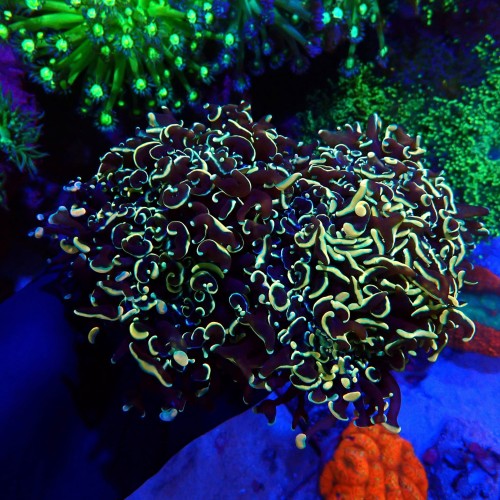 EUPHYLLIA ANCORA RAINBOW GOLD XL #2611126