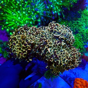 EUPHYLLIA ANCORA RAINBOW GOLD XL #2611130