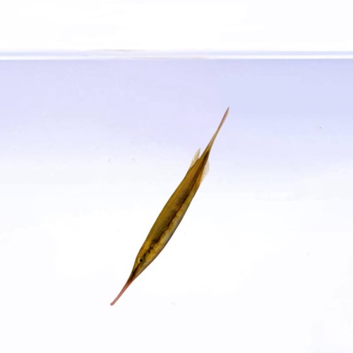Aeoliscus strigatus - brzytewnik