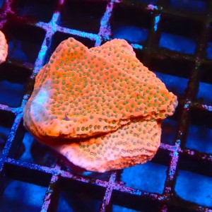 MONTIPORA TROPIC THUNDER #1612168