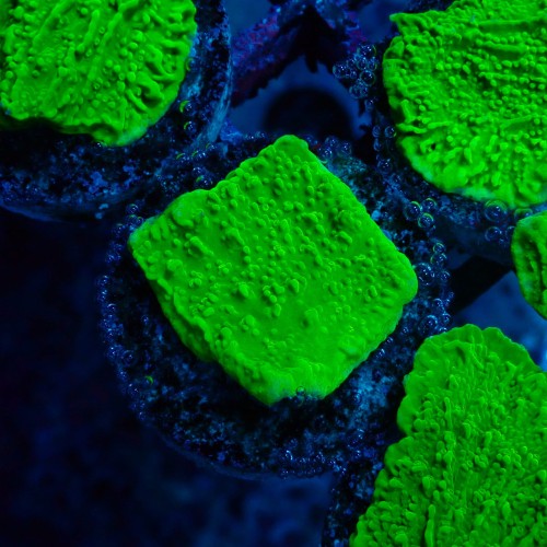 MONTIPORA FLUO GREEN #1612135 69.JPG