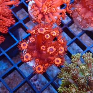 GONIOPORA ULTRA RED S #1712054