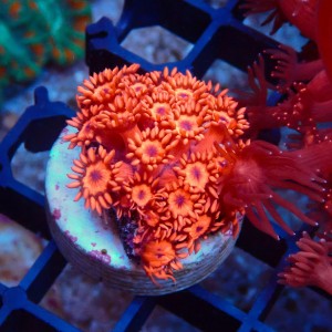 GONIOPORA ULTRA RED S #1712037