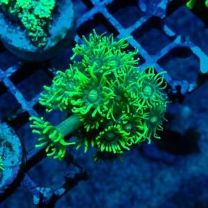 GONIOPORA FLUO GREEN S #1712019