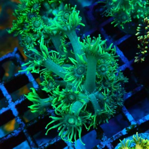 GONIOPORA FLUO GREEN S #1712014