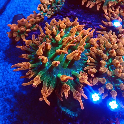 ENTACMAEA QUADRICOLOR SUNBURST [M ~10CM] #1901002