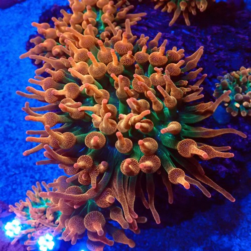 ENTACMAEA QUADRICOLOR SUNBURST [L ~15CM] #1901003