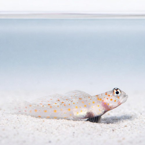 Amblyeleotris guttata.jpg