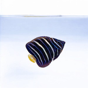 Pomacanthus Chrysurus - ustniczek białopręgi