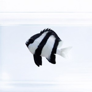 Dascyllus aruanus (M)