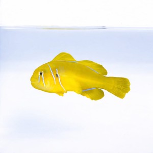Gobiodon citrinus