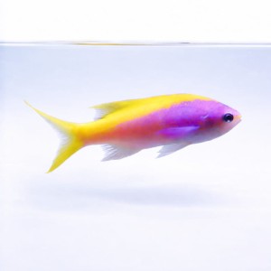 Mirolabrichthys evansi - anthias żółtogrzbiety