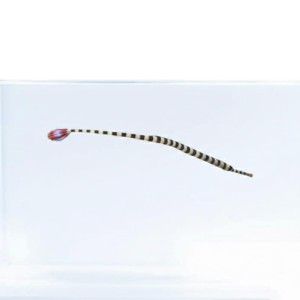 Doryrhamphus dactyliophorus - iglicznia paskowana