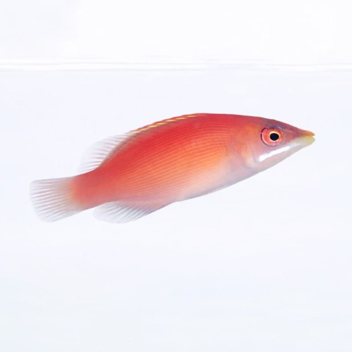 Pseudocheilinus evanidus.jpg