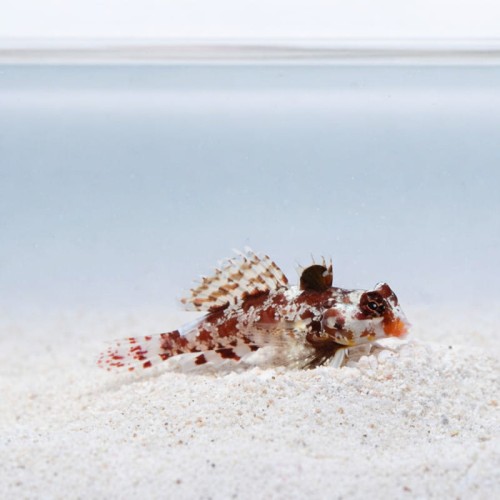 Synchiropus marmoratus.jpg
