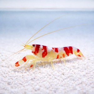 Alpheus randalli - krewetka pistoletowa