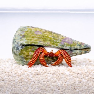 Trizopagurus strigatus - Ciliopagurus strigatus - krab