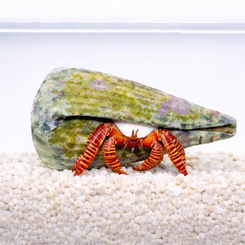 Trizopagurus strigatus - Ciliopagurus strigatus - krab