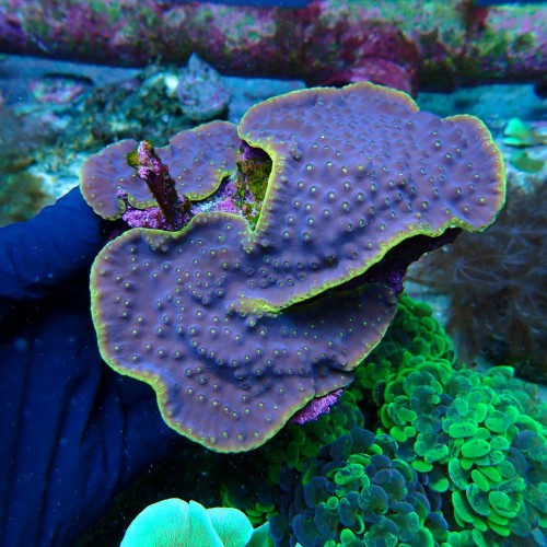 TURBINARIA PURPLE/YELLOW L #3001041